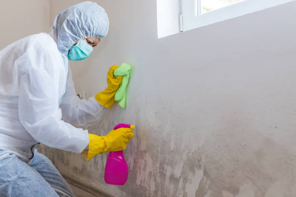 Best Mold Removal for HVAC Installations  in USA